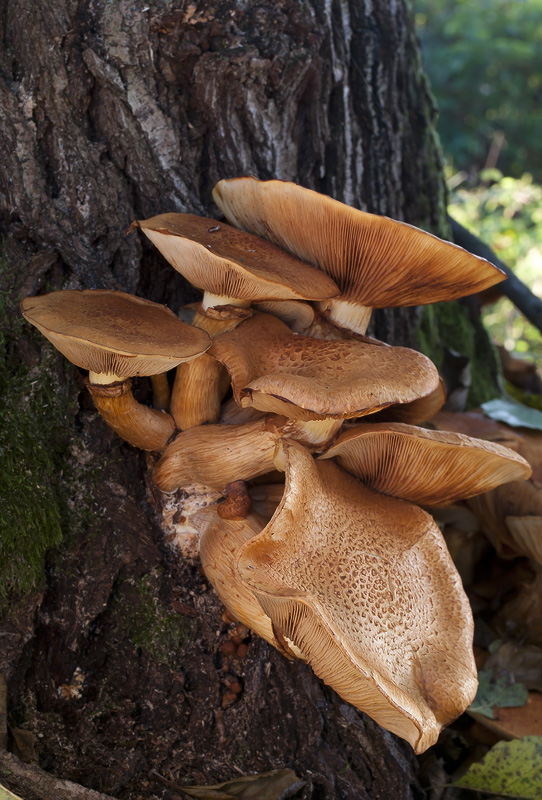 Gymnopilus junonius